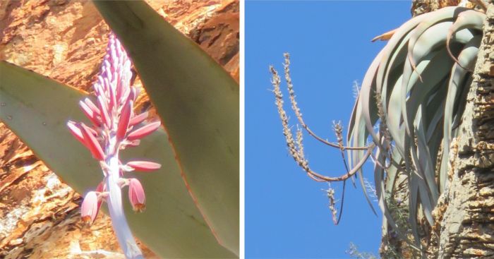 Aloe corallina | PlantZAfrica